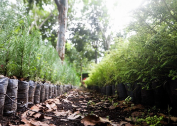 Reforestación en Guatemala