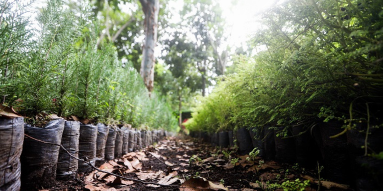 Reforestación en Guatemala