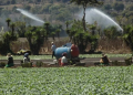 Seguro agrícola protegerá a más de 43 mil productores