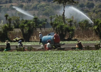 Seguro agrícola protegerá a más de 43 mil productores