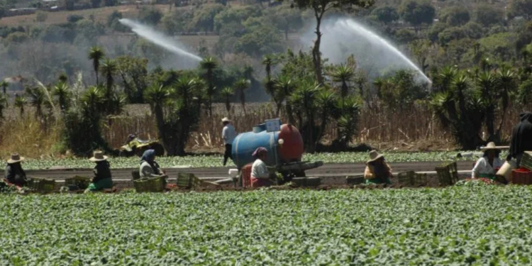 Seguro agrícola protegerá a más de 43 mil productores