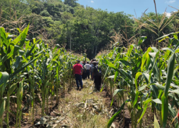 Clima agrícola mantiene en alerta al MAGA por lluvias
