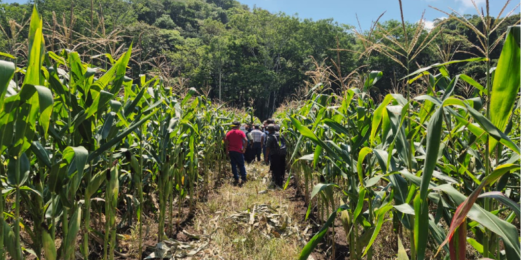 Clima agrícola mantiene en alerta al MAGA por lluvias