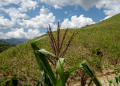 Costos de producción agrícola aumentan