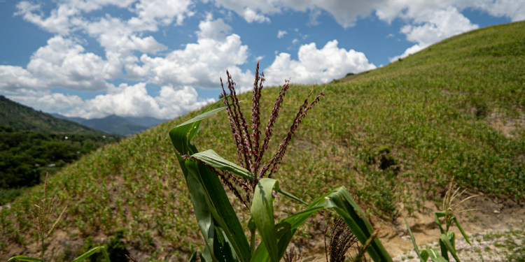 Costos de producción agrícola aumentan