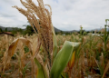 Crisis climática en Guatemala