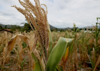 Crisis climática en Guatemala