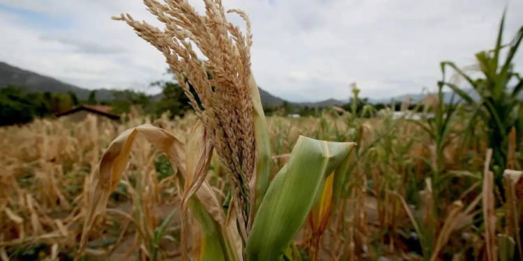 Crisis climática en Guatemala