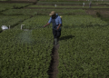 Seguro agrícola
