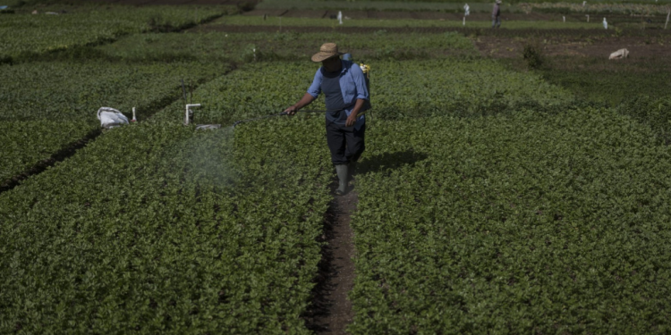 Seguro agrícola